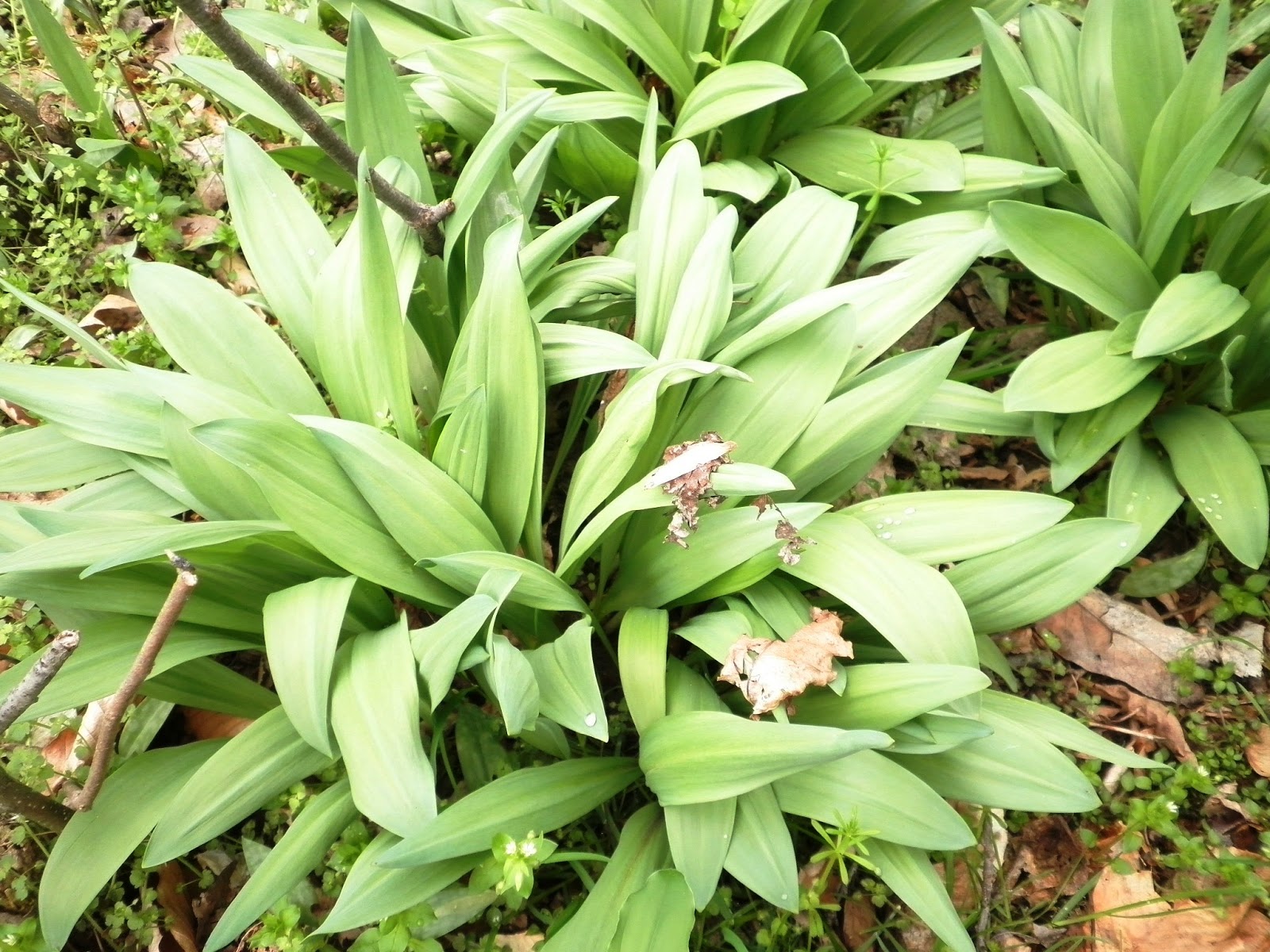 The Essential Herbal Blog The Woodland Cure