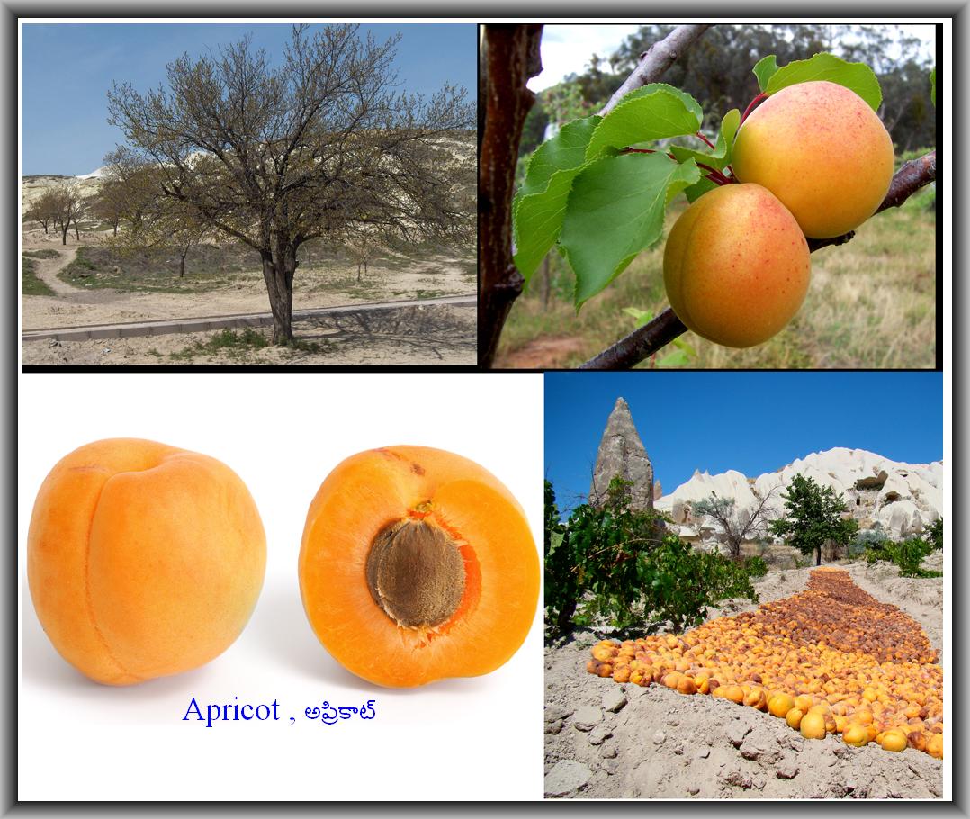 ఆహారము ఆరోగ్యము , Food & Health (Telugu) Apricot , అప్రికాట్