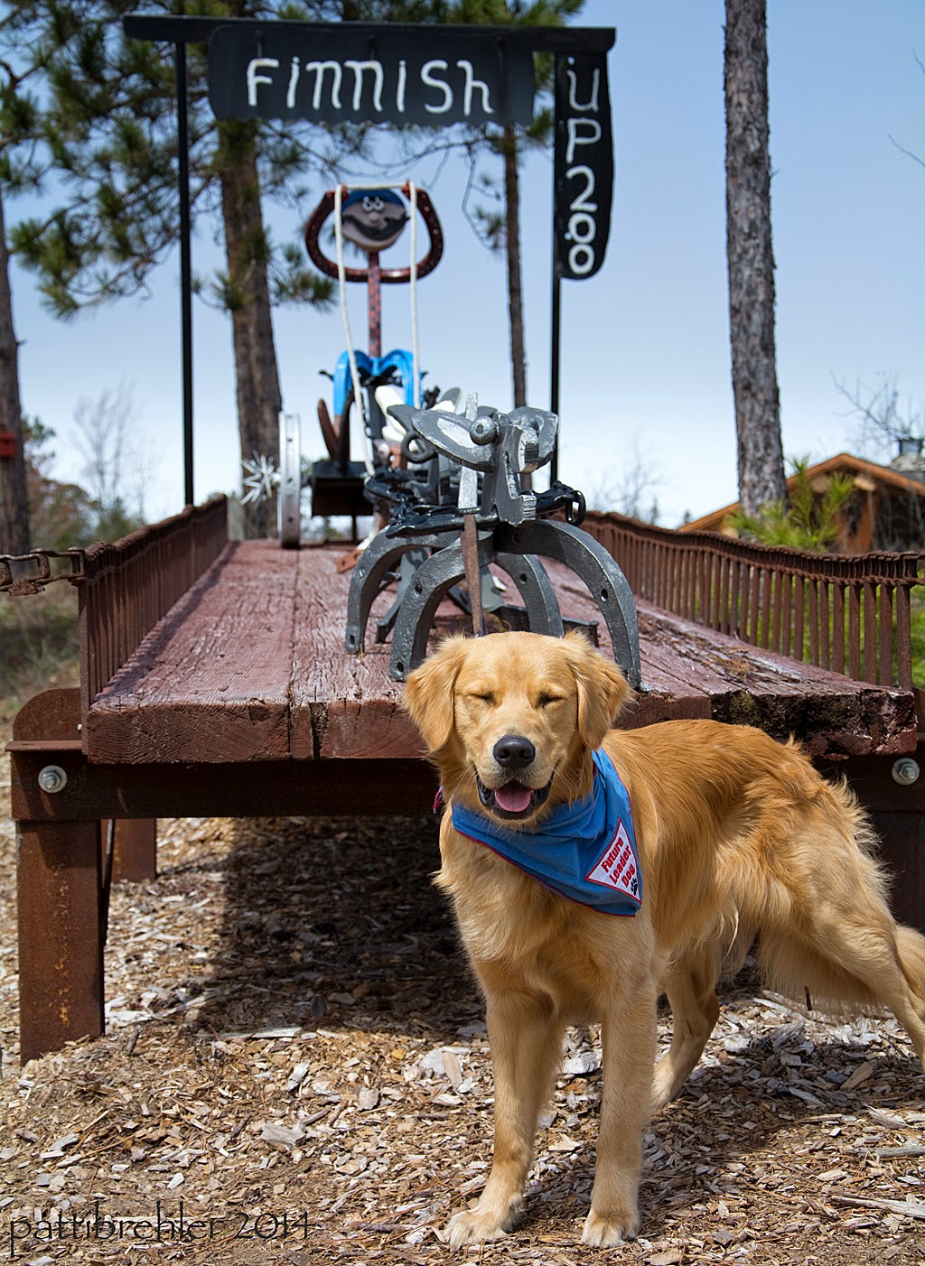 The golden retriever stands in front of a metal sculpture of a dog sled team, mounted on a wood ramp. His leash is tied to the lead metal dog and his eyes are squinting. There is a metal man on the sled behind the metal dogs. A black metal sign above the sculpture says "Finnish" and on the side it says UP 200.