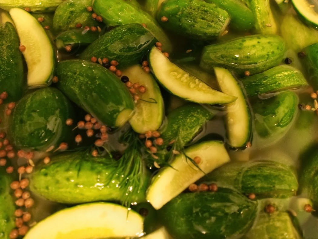 Jarhead Pickling Blog Dill Pickles featuring Kirby Cucumbers