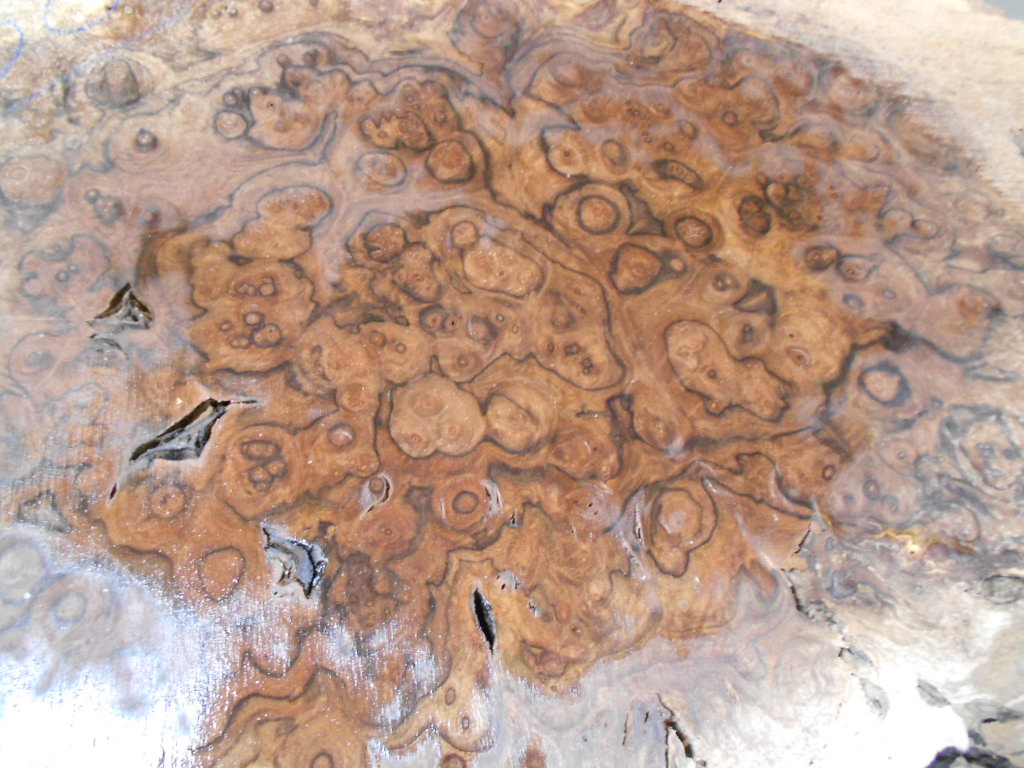 Tropical Exotic Hardwoods Now Listed Online Walnut Burl Slabs!