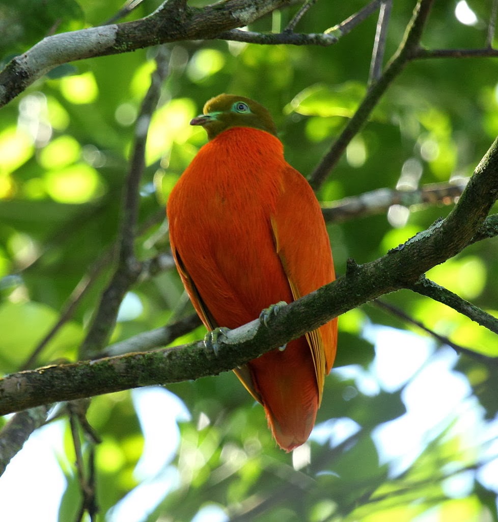 Bird Directory Orange Fruit Dove