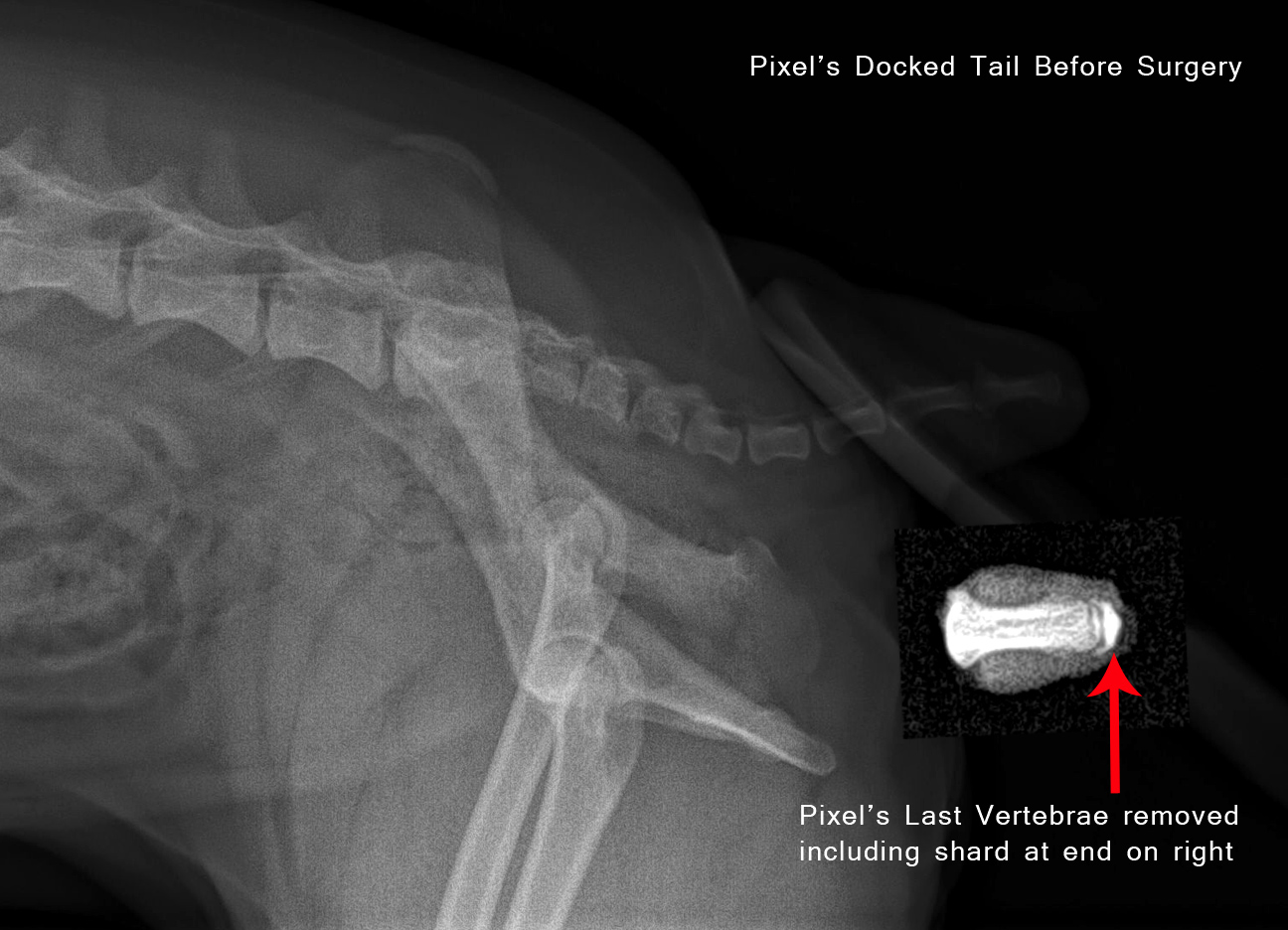 Can My Dog Get Arthritis Can My Dog Get Arthritis