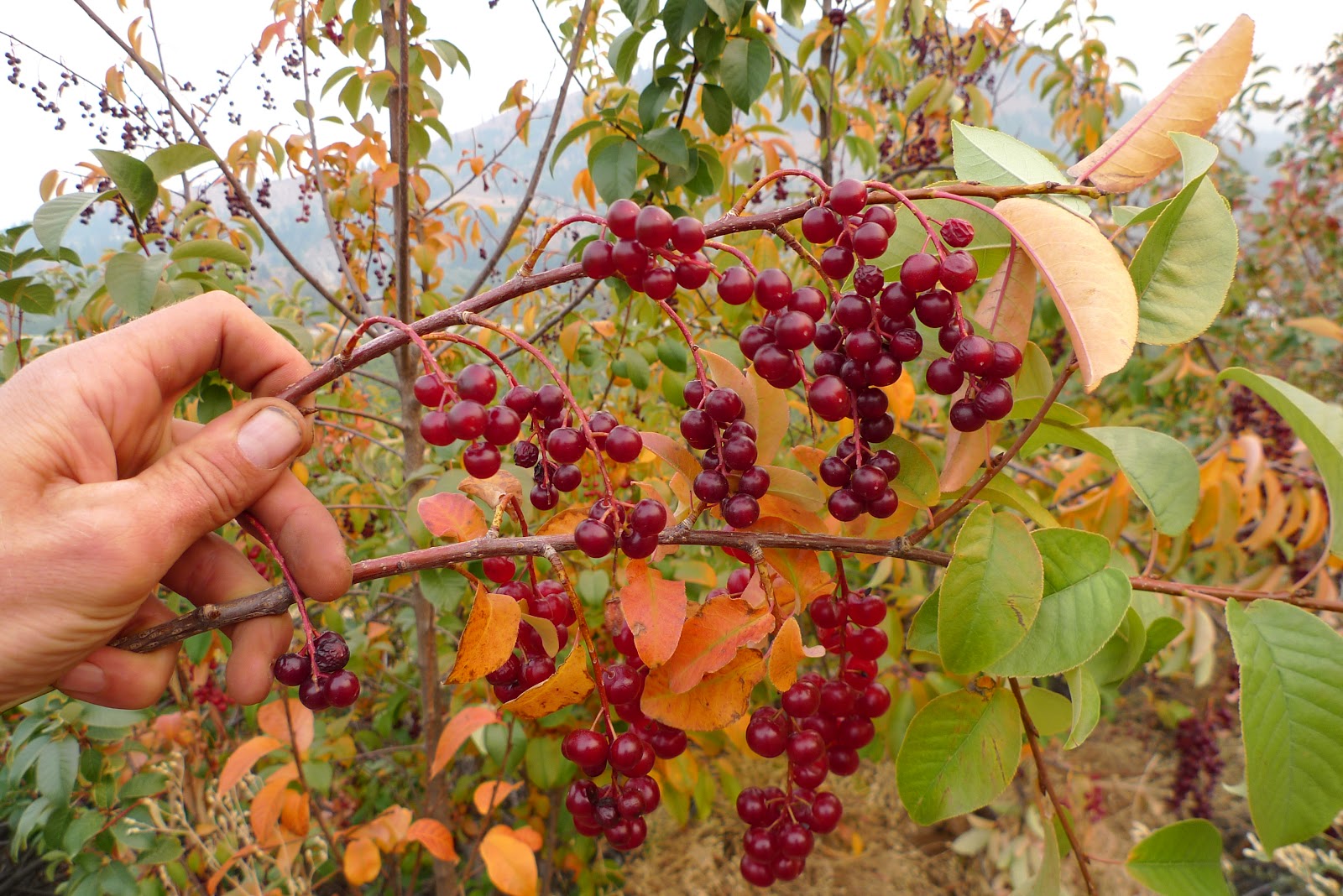 Wild Harvests Chokecherries from the dry side of the mountain