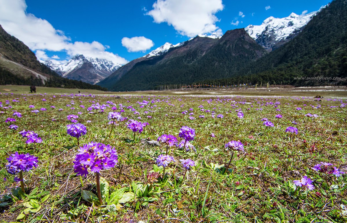 Yumthang Valley Zero Point , Sikkim