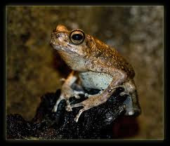 african tree toad