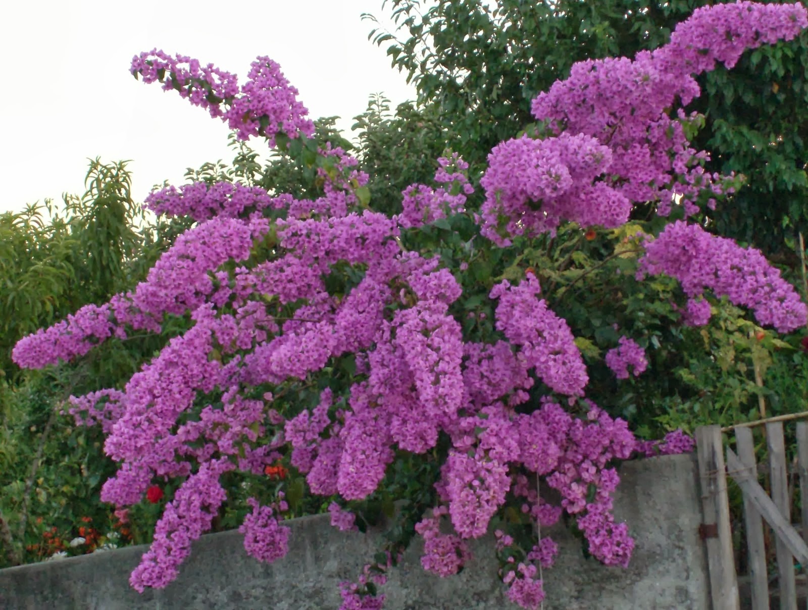 Buganvília (Bougainvillea spectabilis) - Enciclopédia Global™