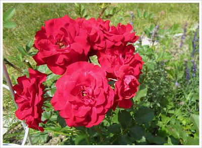 Nina Weibull Rote Beetrose Nina Weibull
