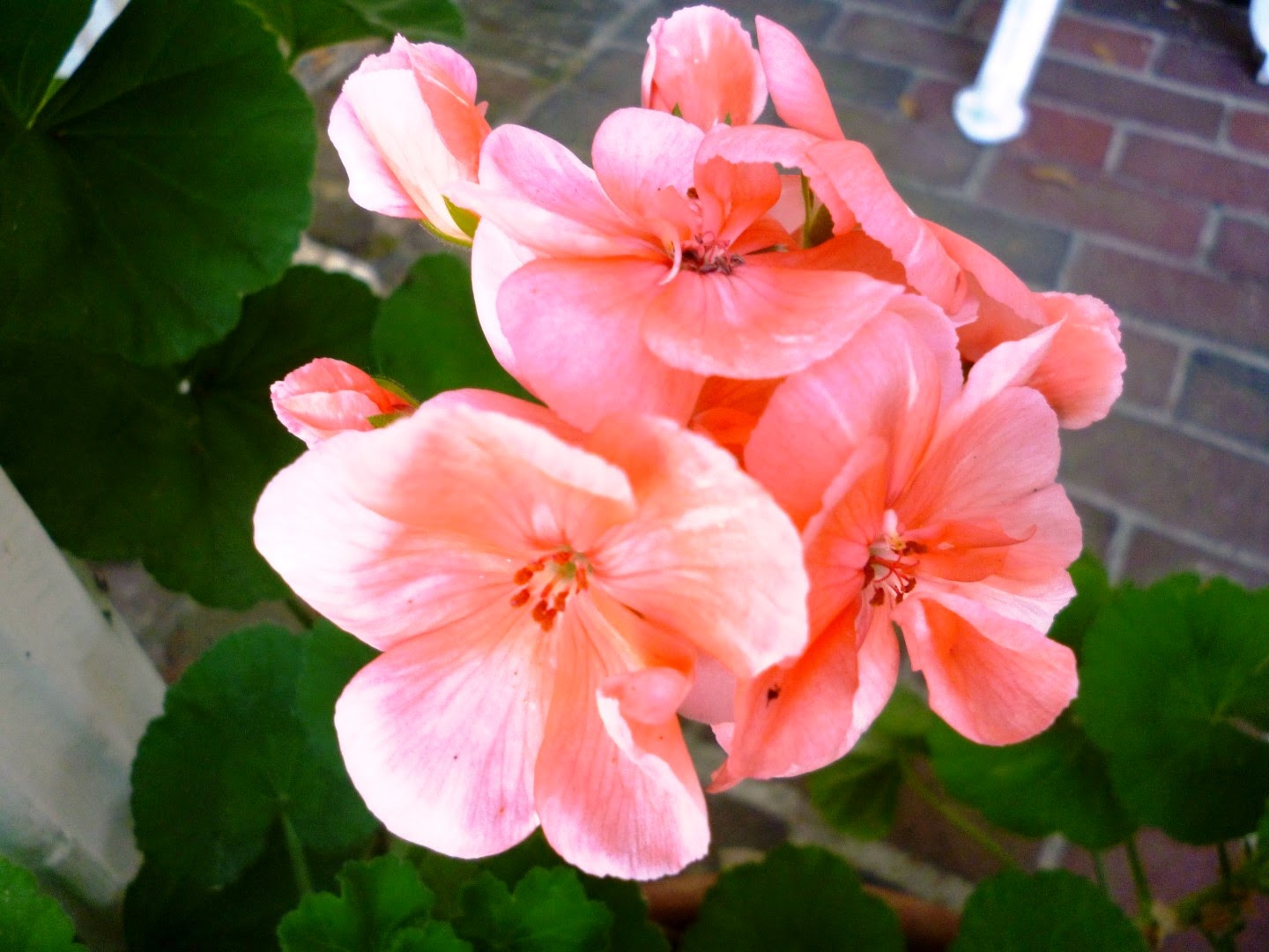Writing Straight from the Heart Pastel SalmonColored Geraniums