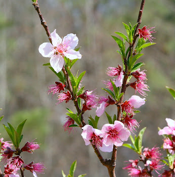 My Peach Blossoms