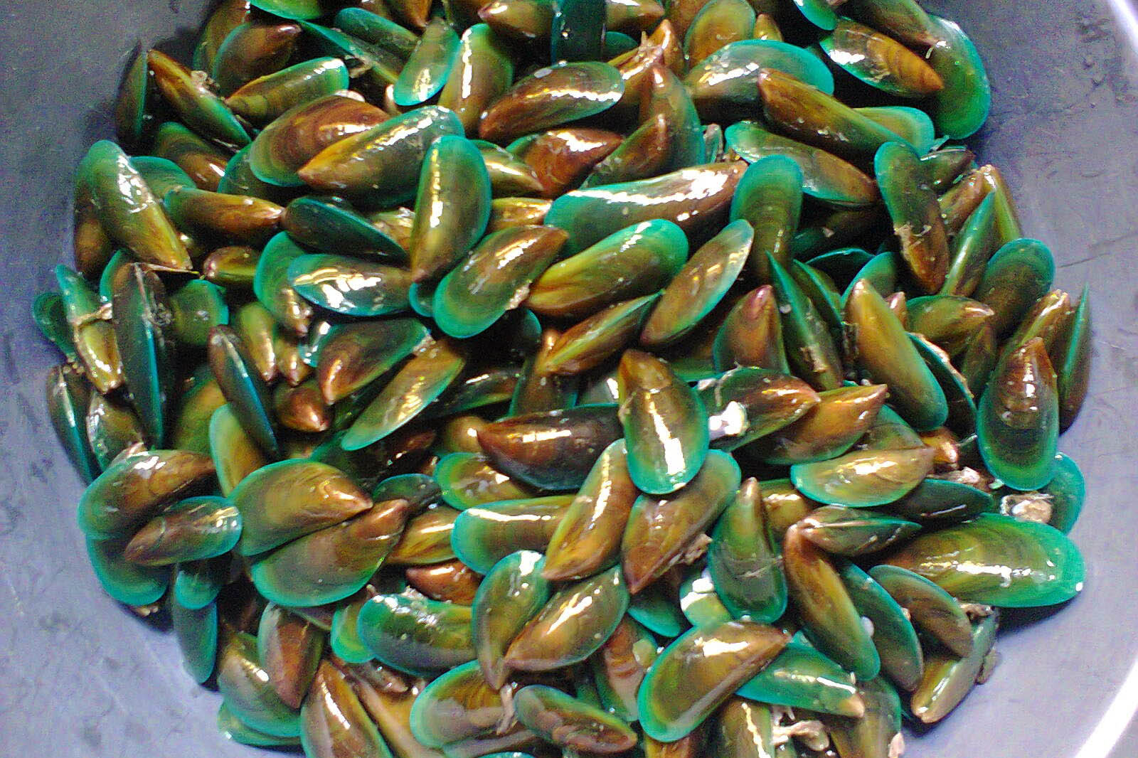 KERANG HIJAU grosir kerang laut hidup