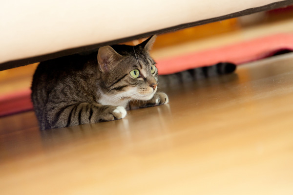 cat, cats, cat hiding, cat scared, bonfire night, tips and advice for pets fireworks night, burns pet food, burns