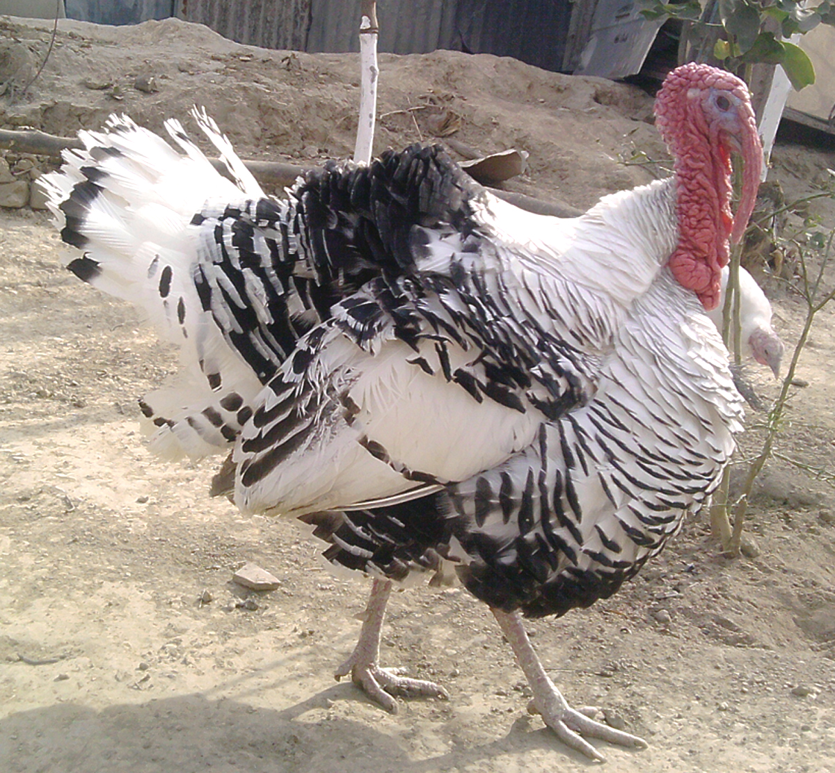 Turkey Farming ROYSFARM
