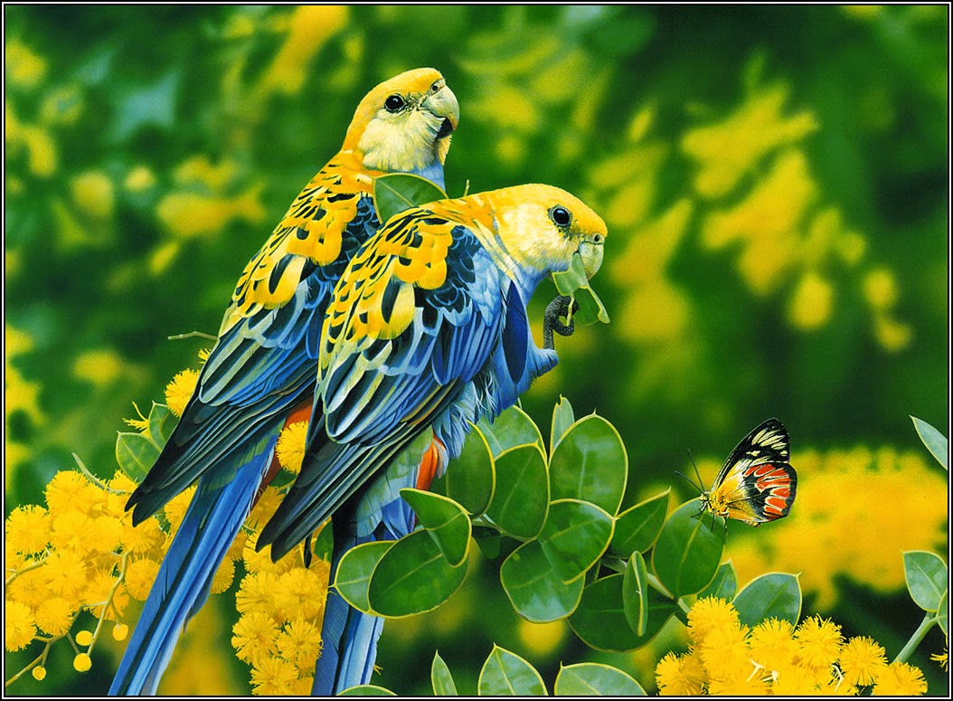 Beautiful Birds wallpapers HD Wallpapers High Quality Wallpapers