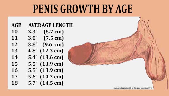 Penis Growth By Age 42