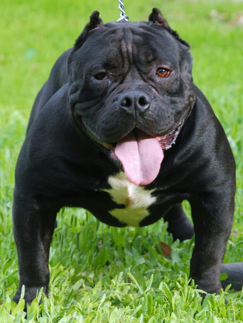 Overview of American Bully (Bully Pit) (Bullypit) (Bully Pitbull)