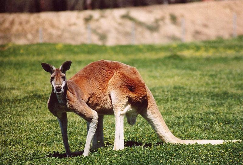 Kangaroo Standing Up