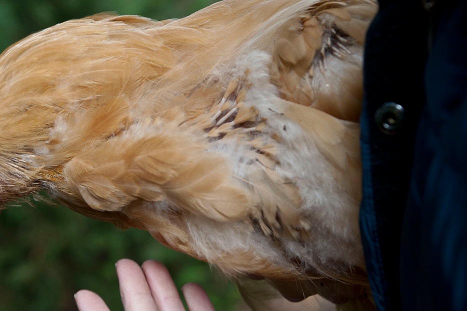 TIL, wear gloves when applying blu kote to chickens. : r/BackYardChickens