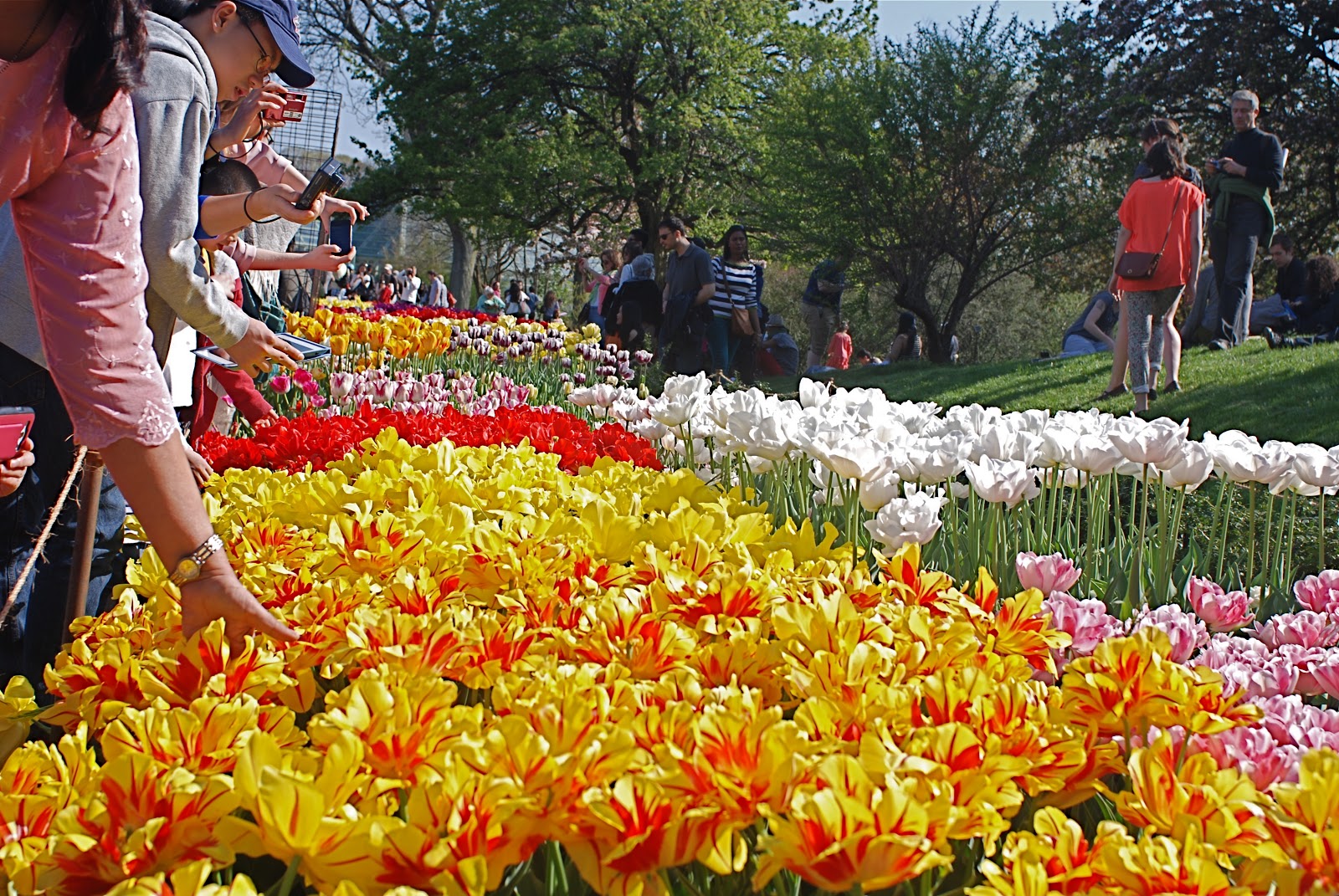 NYC ♥ NYC Tulips In Bloom At The Brooklyn Botanic Garden's Annual Border