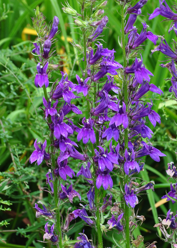 Elisabeth C Miller Library Gardening Answers Search Results For