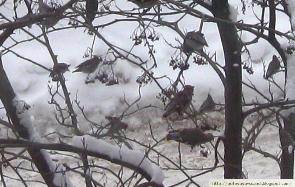waxwings sitting in rowan tree