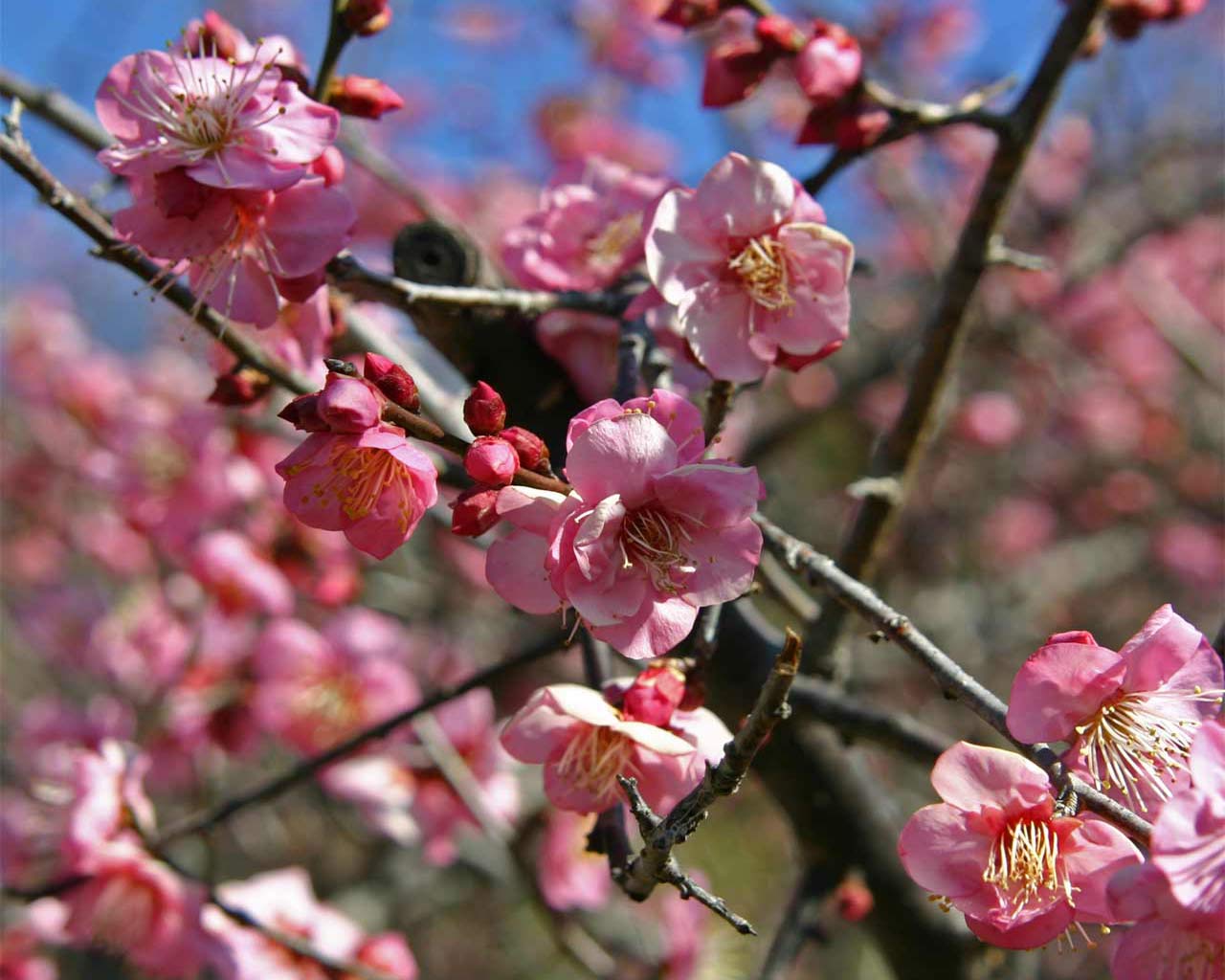 The Poetry of R.E. Slater Chinese Book of Songs Ripe Plums Are Falling