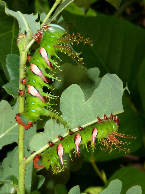 Adeloneivaia jason caterpillar Adeloneivaia jason caterpillar
