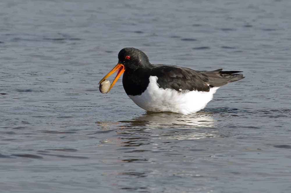 Ostrero euroasiatico, Haematopus ostralegus, Eurasian oystercatcher Ostrero euroasiatico, Haematopus ostralegus, Eurasian oystercatcher
