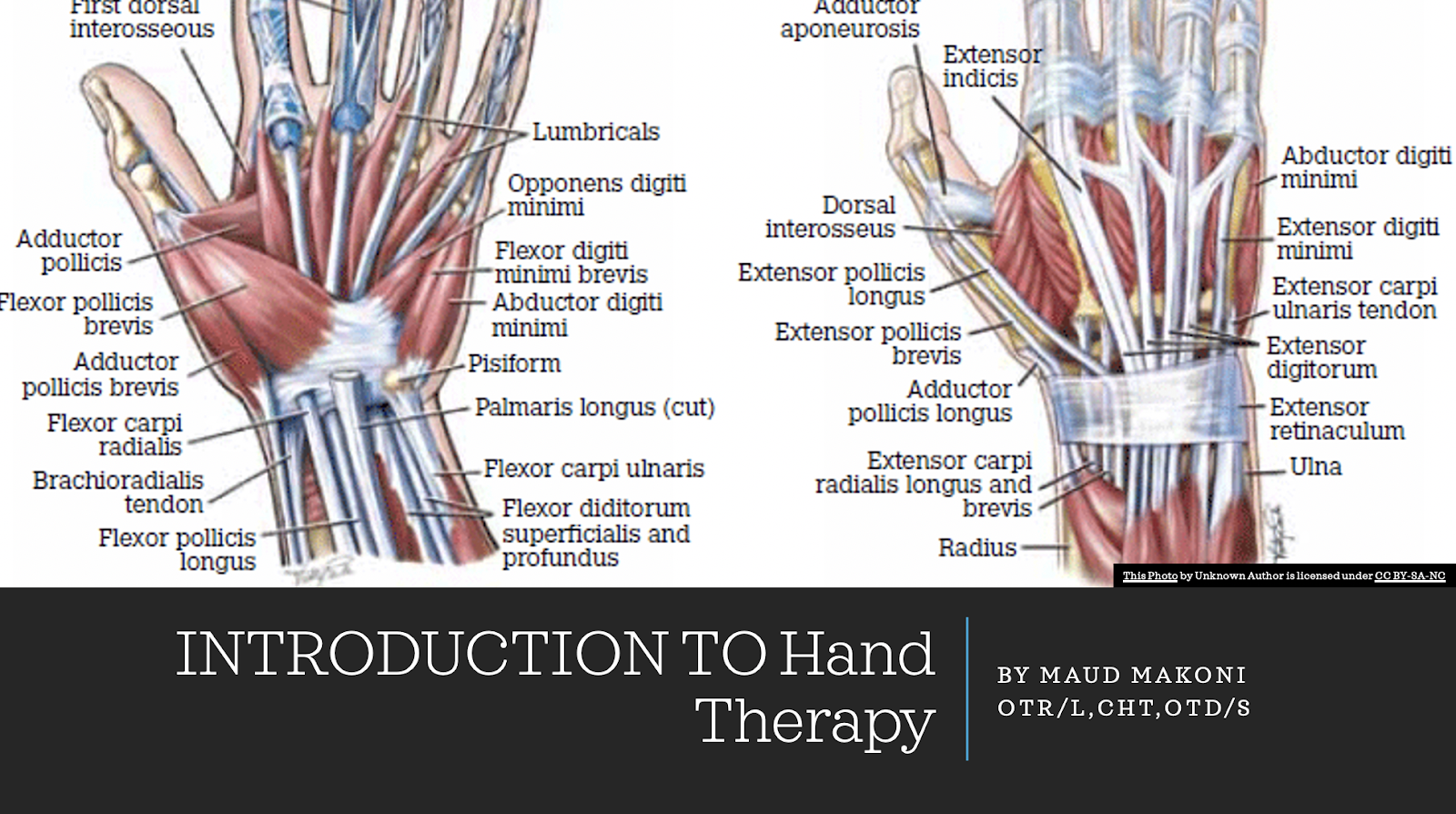 The Hand & Wrist