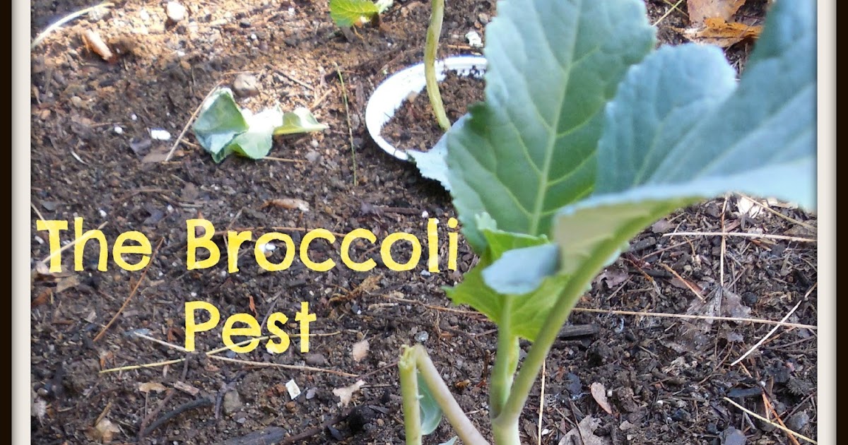 Share it! Science : Glimpse of the Garden: Week 10, The First Pest Problems