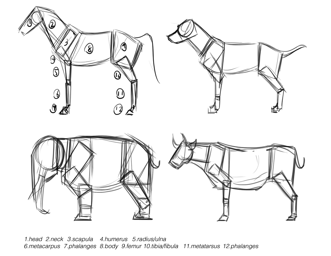 Basic Animal Drawings