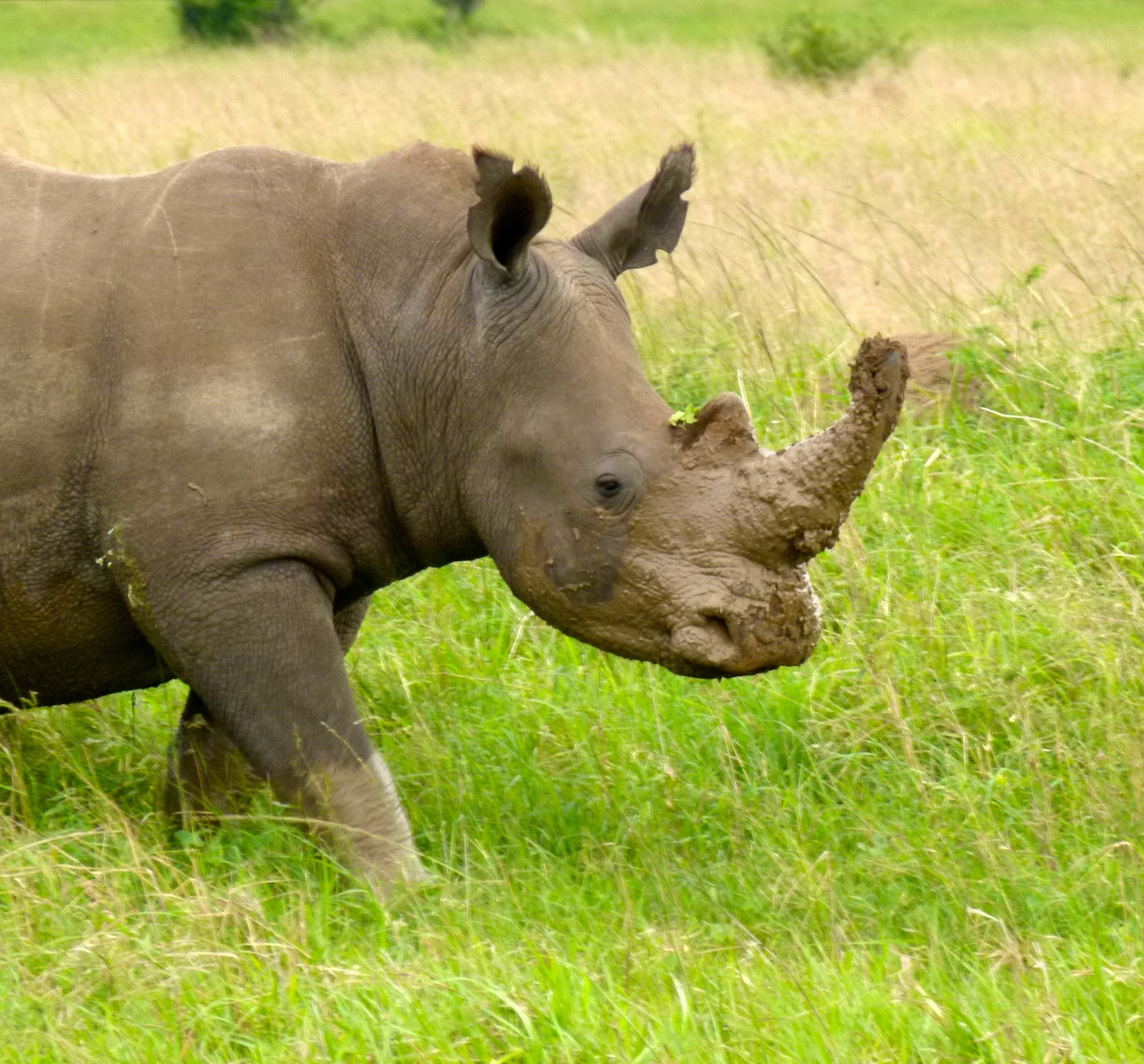 Big Blog of Animals Lions are rude eaters