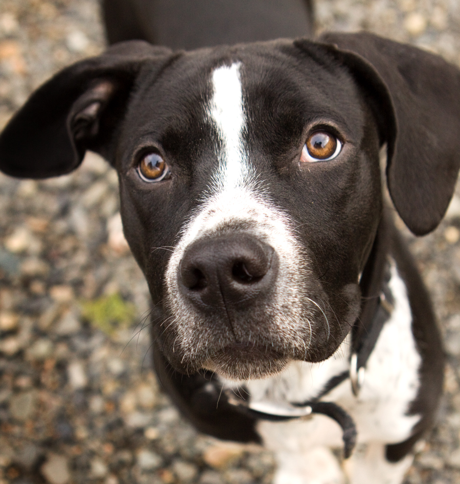 Shelter Dogs of Portland "BRADY" bunches of love