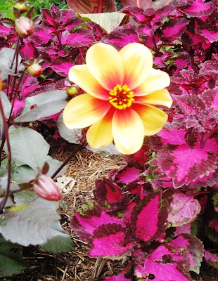 Yellow flower on pink background