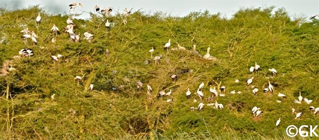 Kolonie Nimmersattstörche (Mycteria ibis)