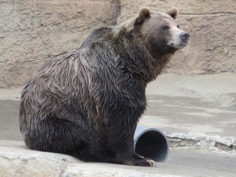 Science Decoded Bear Stun Gun