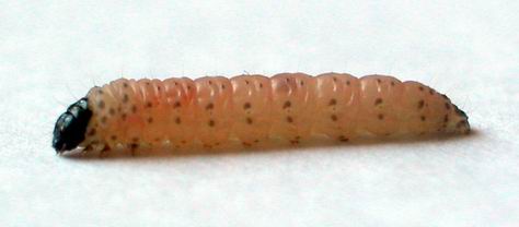 mol larva - potravinový a šatní