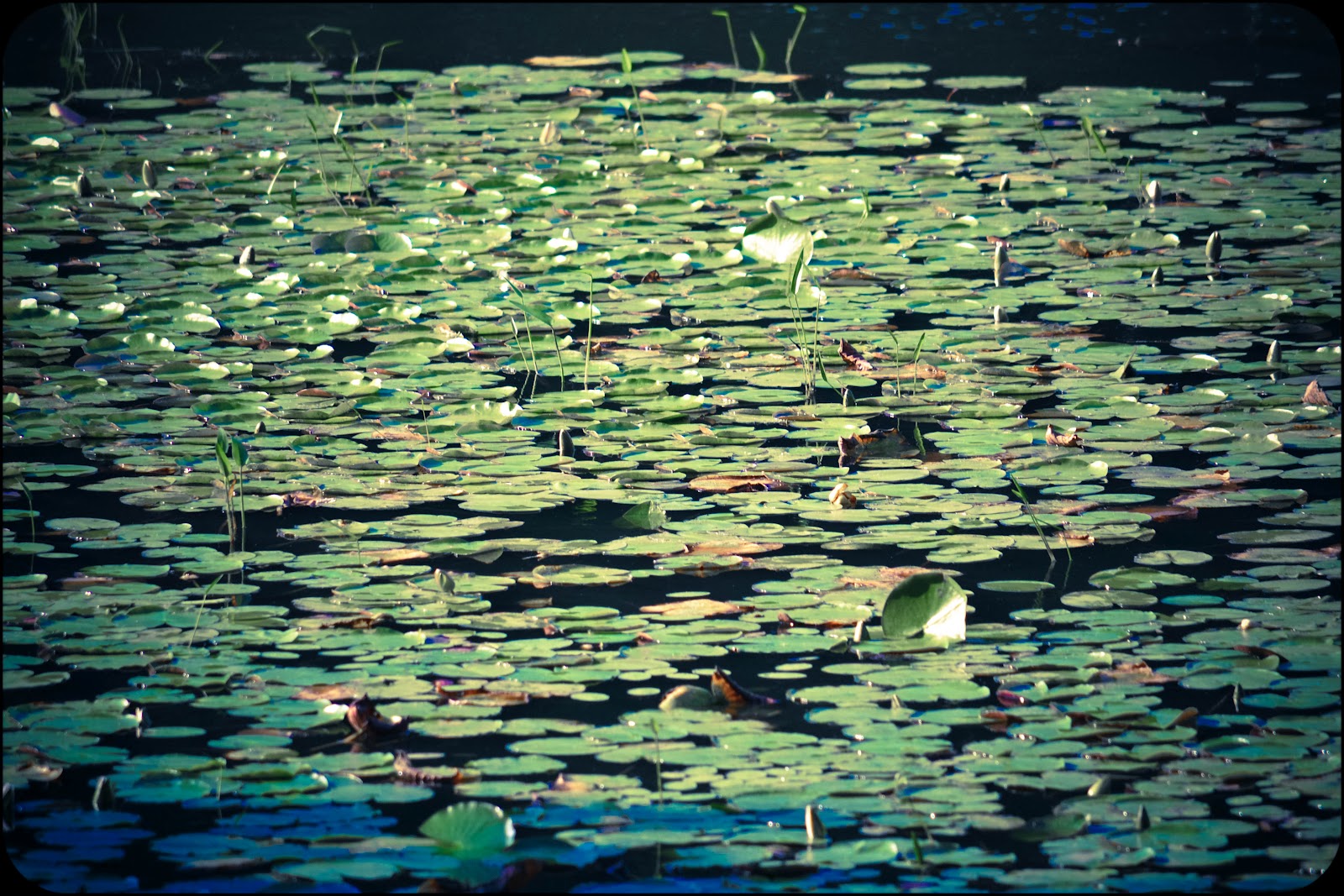 Babes - Stella Cox and Alexei Jackson - My Secret Garden