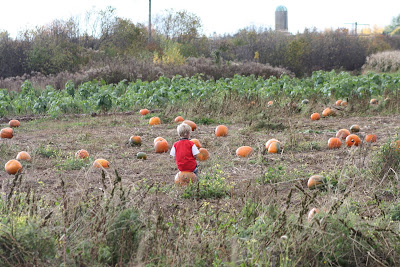 pumpkin patch