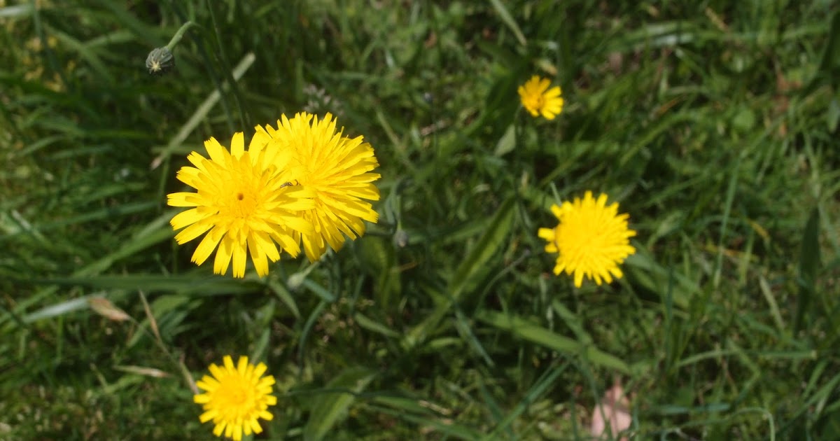 Cats Ear Plant Spreading In Horton Plains