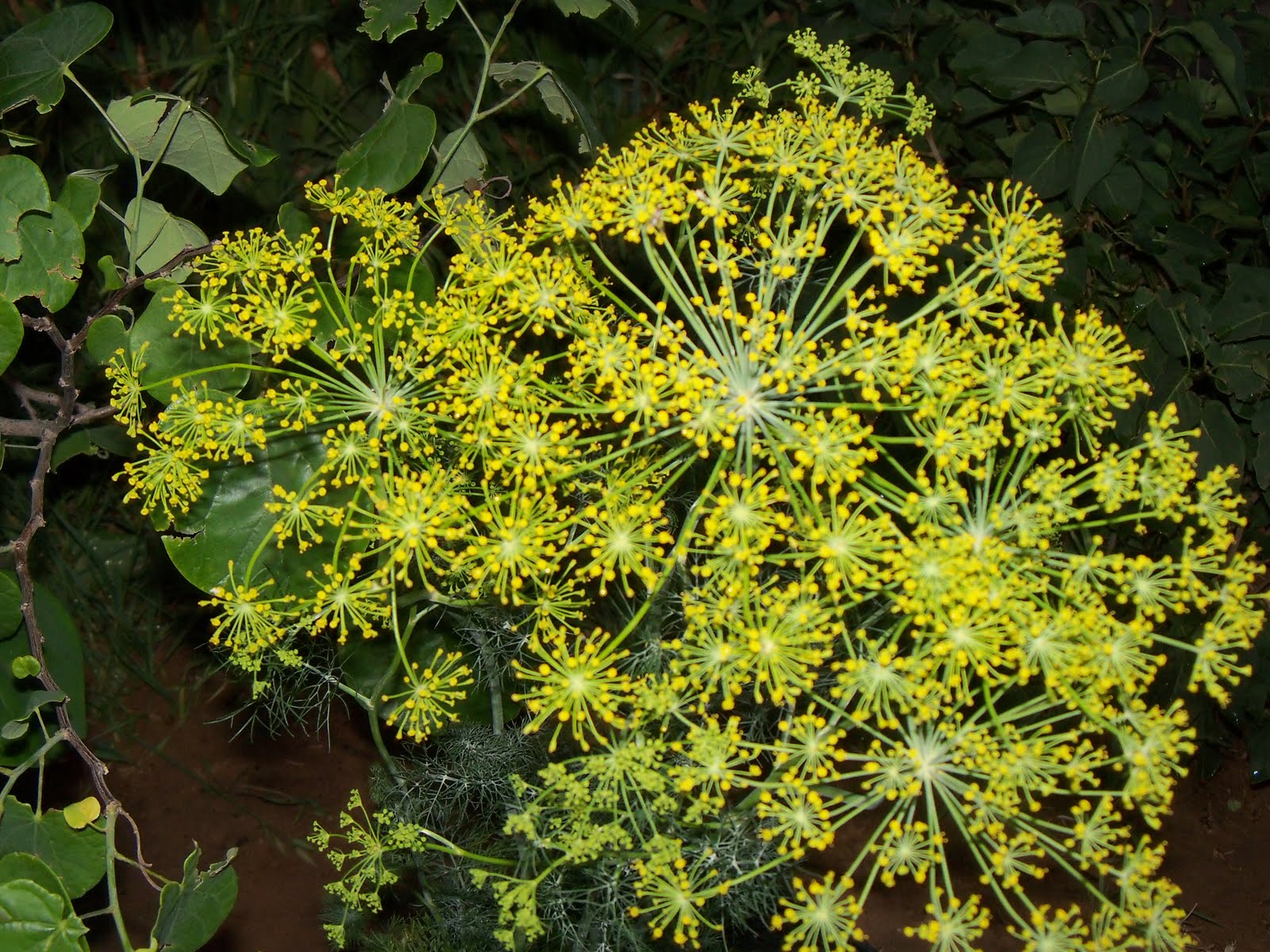 Tumbleweed Crossing Dill Flower