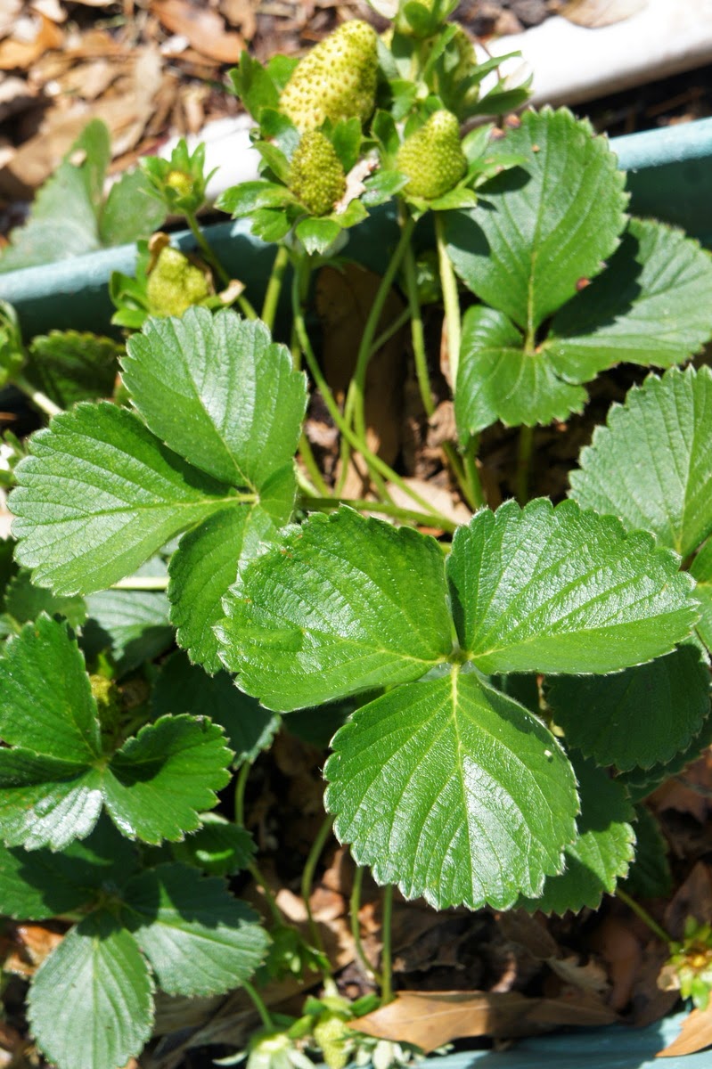 Gardening in Central Florida MidMarch in the Central