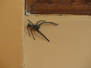 A Spider as Big as My Hand