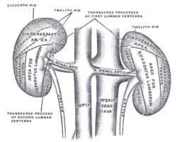 Become a Homeopathy expert: KIDNEY