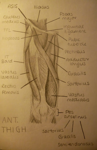 Physiotherapy Revision: Anatomy
