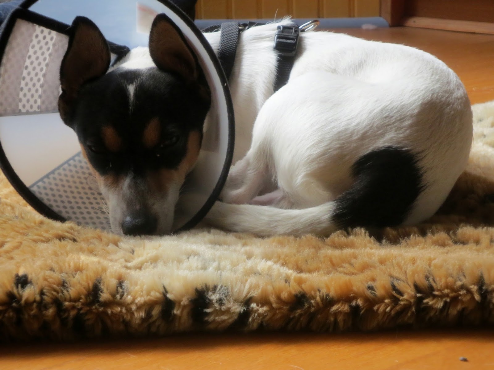 my doG blog Cony Cone Head