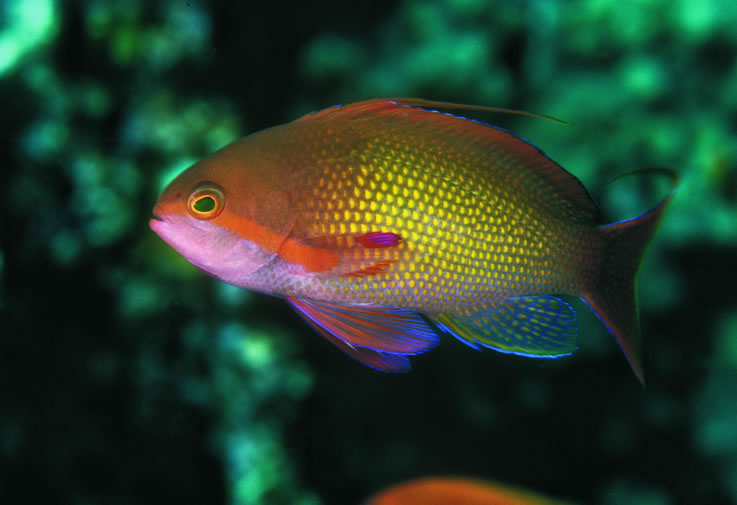 Pretty Sea Fish