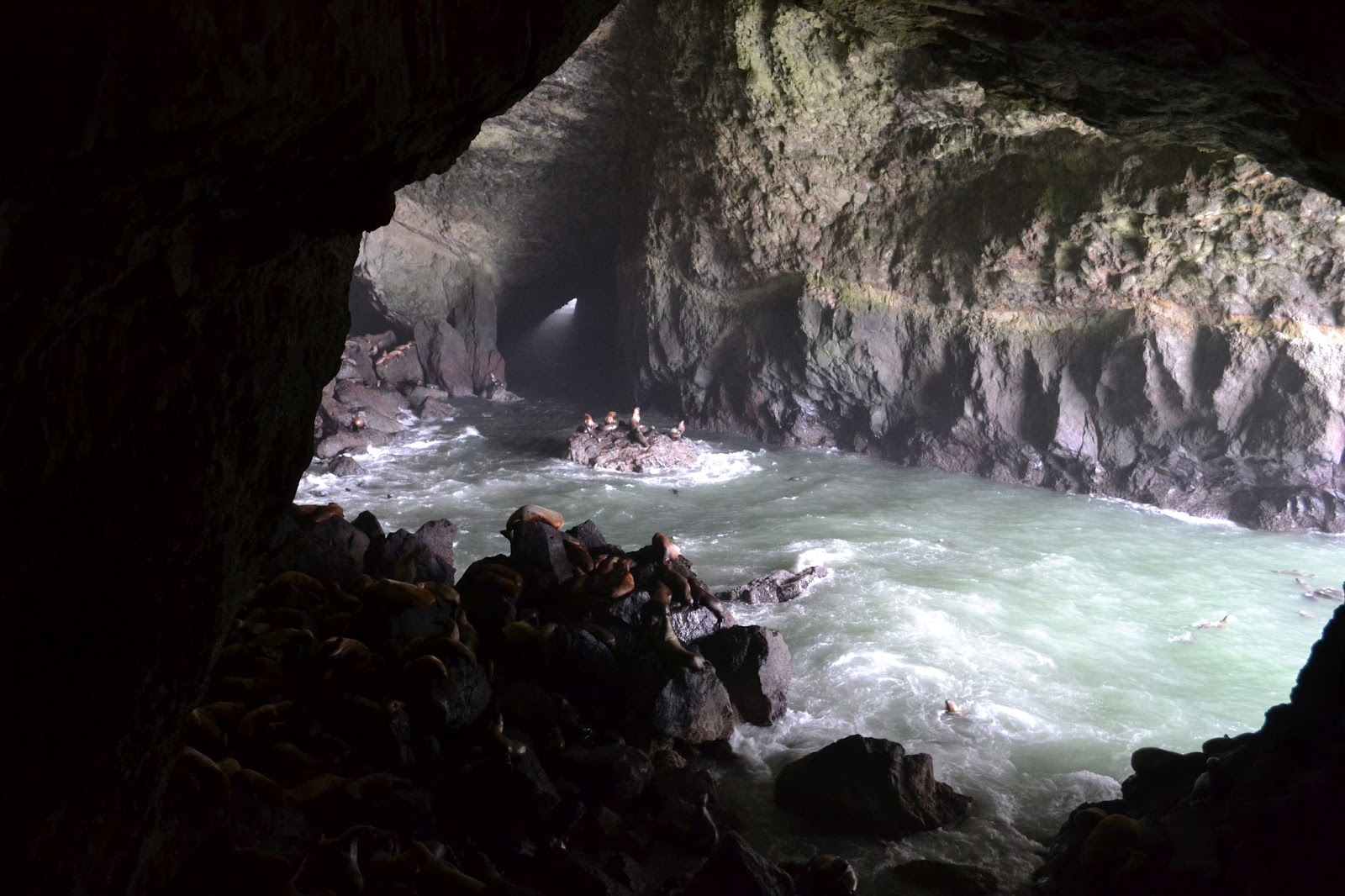 Burke Brothers Bulletin (and Gracie Too!): Sea Lion Caves