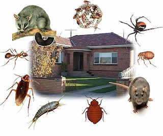 Pest Control Business