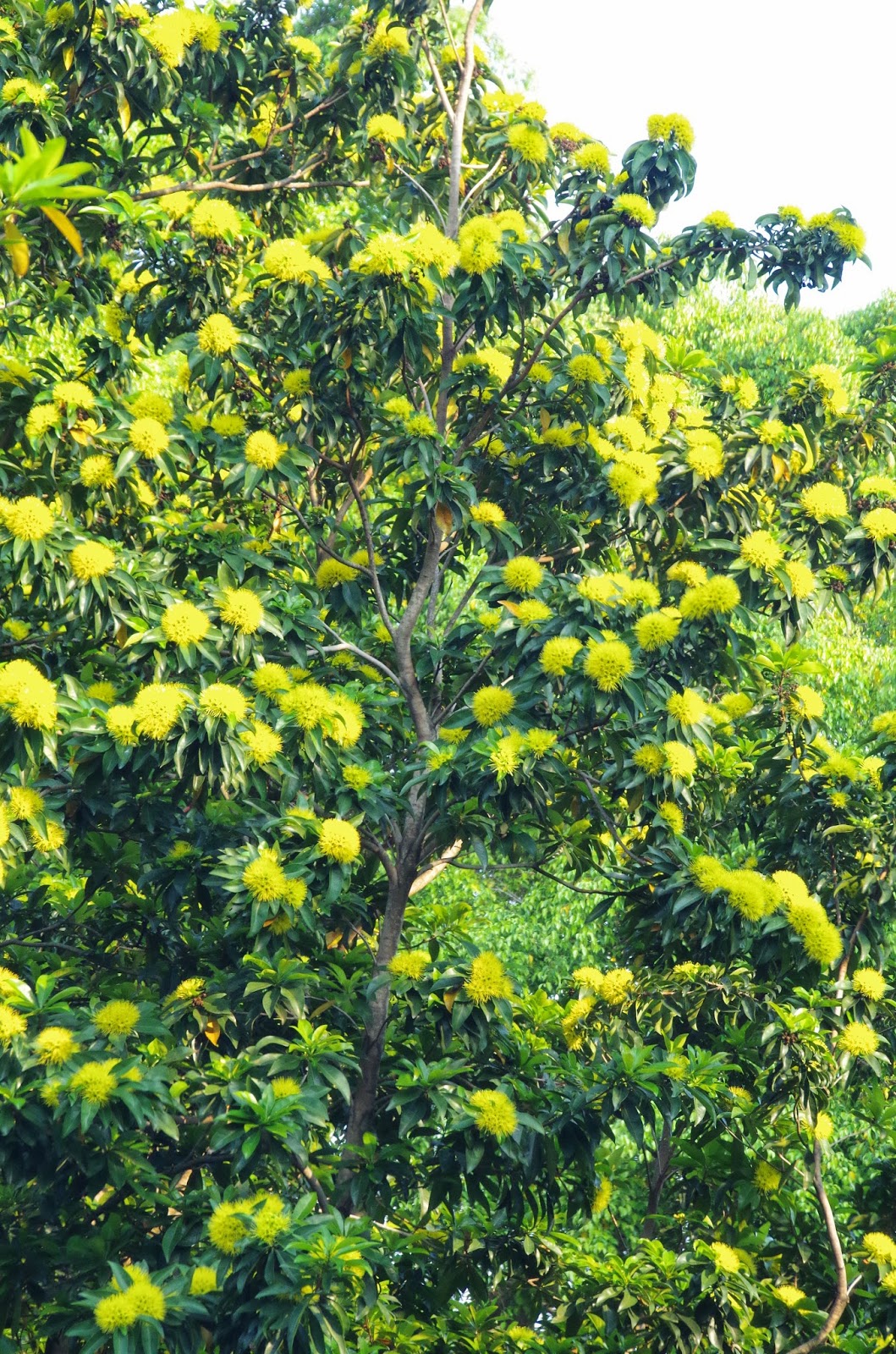 Trees and Plants Golden Penda